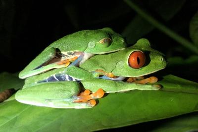 Tour Nocturno Manuel antonio o Monteverde