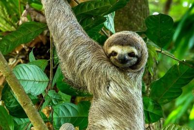 Tour guiado por la naturaleza del Parque Manuel Antonio