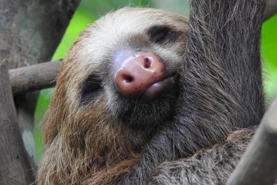 Sloth Tour Parque Nacional Manuel Antonio