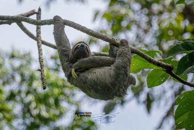 Sloth Tour Parque Nacional Manuel Antonio