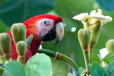 Tour de observación de aves con un naturalista y experto en aves