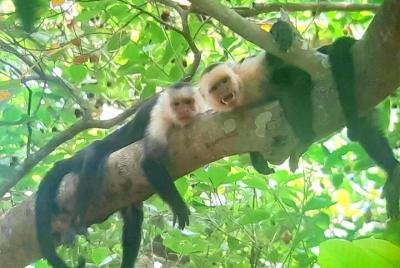 Caminata por la naturaleza del bosque seco por Tico Trails