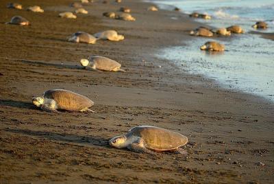 Tour de tortugas cerca de la playa de Samara