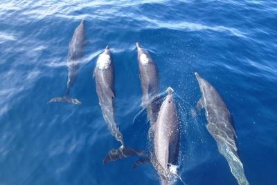 Viaje de delfines y snorkeling con empresas costarricenses.