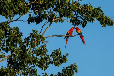 Tours de Guacamayos Silvestres en Punta Islita desde Playa Samara