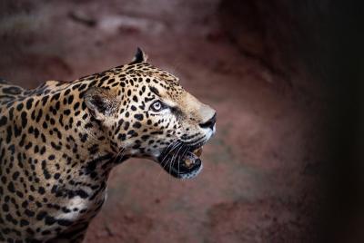 Tarjeta de un día a La Paz Waterfall Gardens Nature Park y Wildli