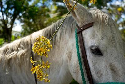 A caballo por nuestra hacienda - 4 horas de Coffee Tour