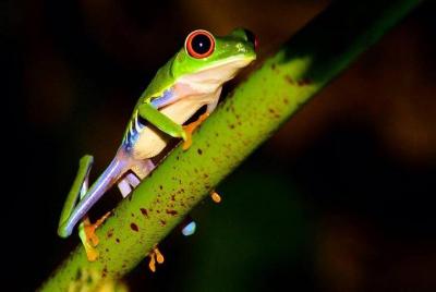 Observación nocturna de vida silvestre y caminata por la jungla Observación nocturna de vida silvestre y caminata por la jungla