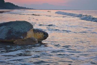 Recorrido turístico por el anidamiento de tortugas en Tortuguero Recorrido turístico por el anidamiento de tortugas en Tortuguero