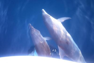 Avistamiento de delfines. Reserva en línea solamente!