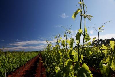 Experiencia de cata de vinos de 90 minutos en la bodega orgánica 