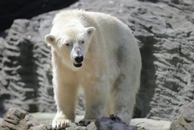 Entrada al zoo de Praga incluyendo traslado de ida y vuelta
