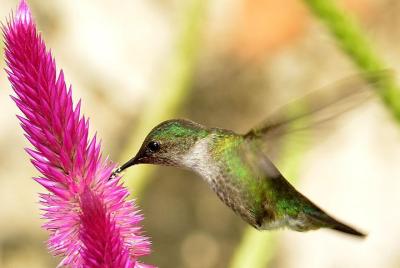 Observación de aves privada en el Parque Nacional Los Haitises