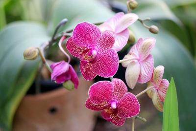 Visita al Jardín Botánico de Guayaquil