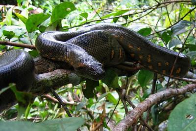 Lugares turísticos en Nueva Loja Cosas que hacer en Nueva Loja 179271