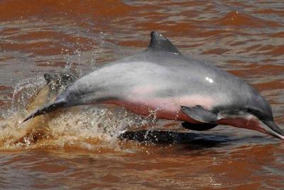 Programa en Cuyabeno 5 días 4 noches