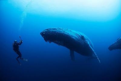 Tour buceo Isla de La Plata y ballenas Tour buceo Isla de La Plata y ballenas