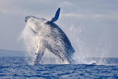 Tour snorkeling y ballenas - Parque Nacional Machalilla Tour snorkeling y ballenas - Parque Nacional Machalilla