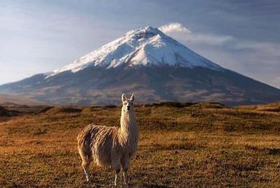 Tour Parque Nacional Cotopaxi: Senderismo y Descenso en Bicicleta