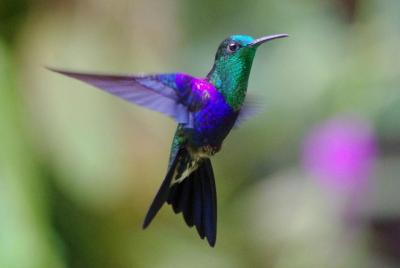 Mindo Zip Lining, Butterfly Farm y The Hummingbirds Shared Tour d