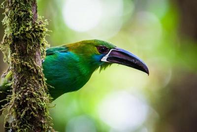 Ecuador Gateway 5 Días Tour