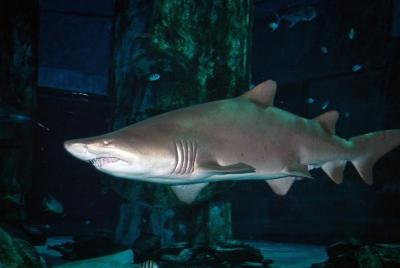 Entrada general al Sea Life en Estambul.