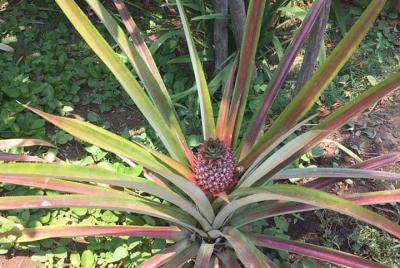 Tour al lado del país