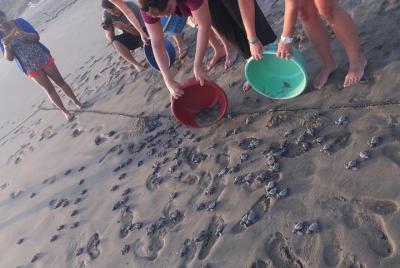 Lanzamiento de Ixtapa Zihuatanejo Baby Turtle