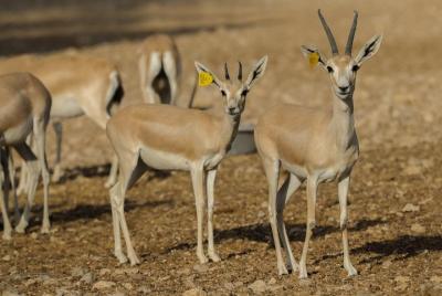 Sin colas: zoológico de Al Ain y boleto de entrada al Al Ain Wild Sin colas: zoológico de Al Ain y boleto de entrada al Al Ain Wild