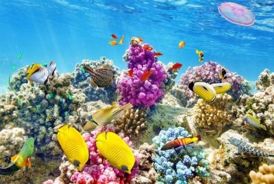 Hurghada Grand Aquarium Red Sea en vaso Hurghada Grand Aquarium Red Sea en vaso