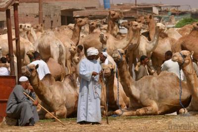 Tour de un día al mercado privado de camellos en el Cairo