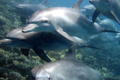Paseo por el mar en la casa de los delfines - HURGHADA
