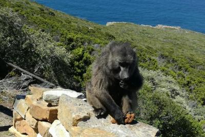 Tour grupal del Cabo de Buena Esperanza y Pingüino