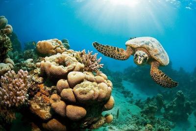 Coral Garden Increíble excursión de snorkel en el mar - Marsa Ala