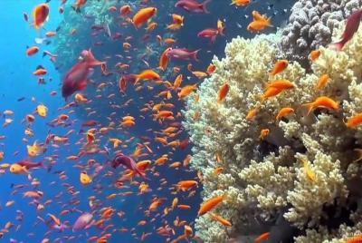 Tours de snorkel en Sharm El luli