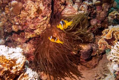 Una inmersión en el arrecife de la casa en la bahía de utopía