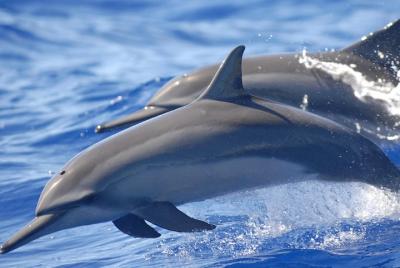 Excursión de esnórquel en las islas Hamata y Qulaan con almuerzo 