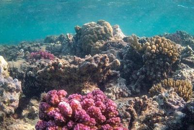 Marsa Alam Tours a Sharm El Luli Snorkeling Tours