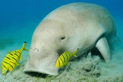Abu Dabbab Dugong Bay Marsa Alam Tours
