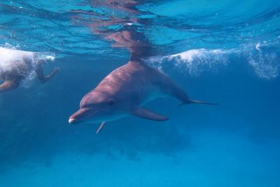 Dolphin House Sataya Reef Snorkeling Sea Trip con almuerzo y tras Dolphin House Sataya Reef Snorkeling Sea Trip con almuerzo y tras