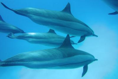 Nade con delfines en Satayeh Reef Snorkeling Sea Trip - Marsa Ala