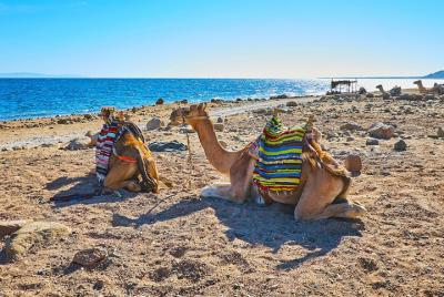 Aventura privada 5 en 1 en el desierto en Sharm El-Sheikh con rec Aventura privada 5 en 1 en el desierto en Sharm El-Sheikh con rec
