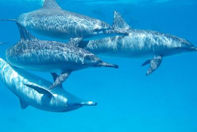 Nade con delfines salvajes en Hurghada