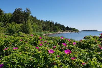 Tour guiado de medio día por Aegna: laberinto de piedra y valle d