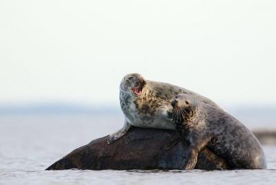 Tour de observación de focas en el archipiélago del norte de Esto