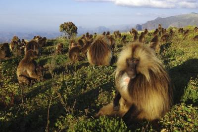 Excursión de un día por la naturaleza e historia a Debrelibanos y Excursión de un día por la naturaleza e historia a Debrelibanos y