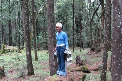 Recorrido turístico y de senderismo privado por el bosque de Mena Recorrido turístico y de senderismo privado por el bosque de Mena