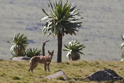 Caminata de un día a las montañas de Simeien