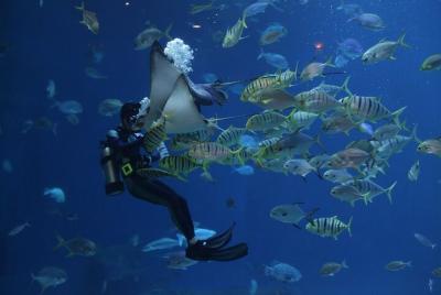 Istanbul Aquarium, Wednesday Bazaar & 212 Mall ~ Solo; Group