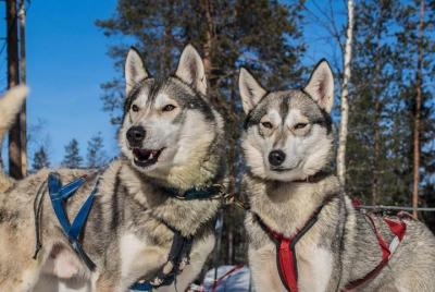 Lapland Reindeer y Husky Safari de Levi Lapland Reindeer y Husky Safari de Levi